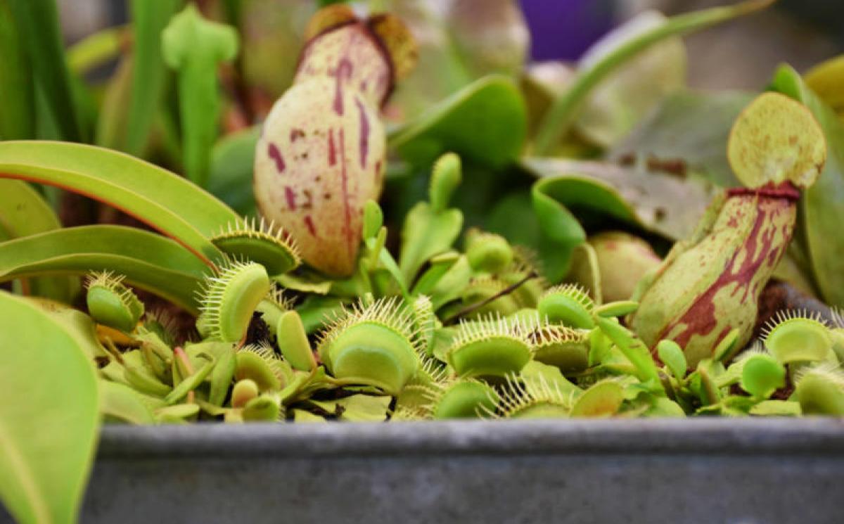 Bildergalerie Blumenhalle 06