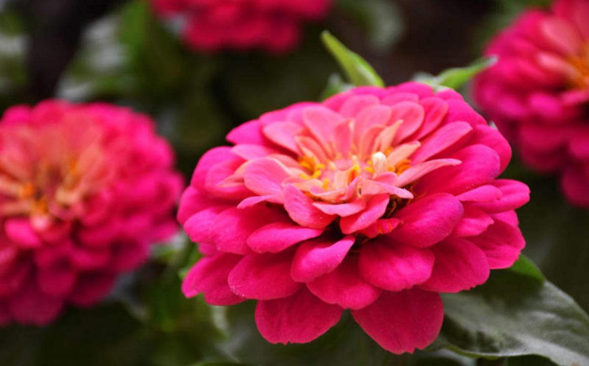 Bildergalerie Blumenhalle 08