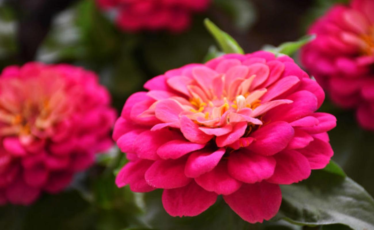 Bildergalerie Blumenhalle 08