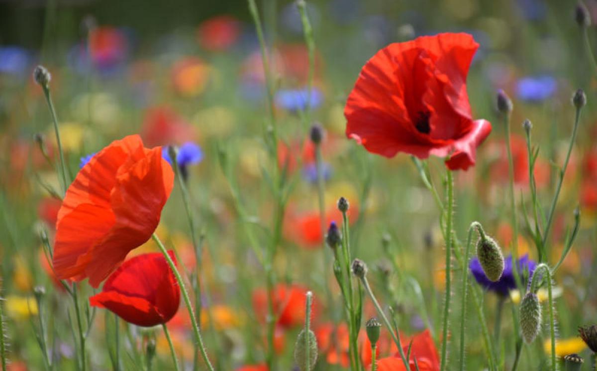 Bildergalerie Zechenpark 21