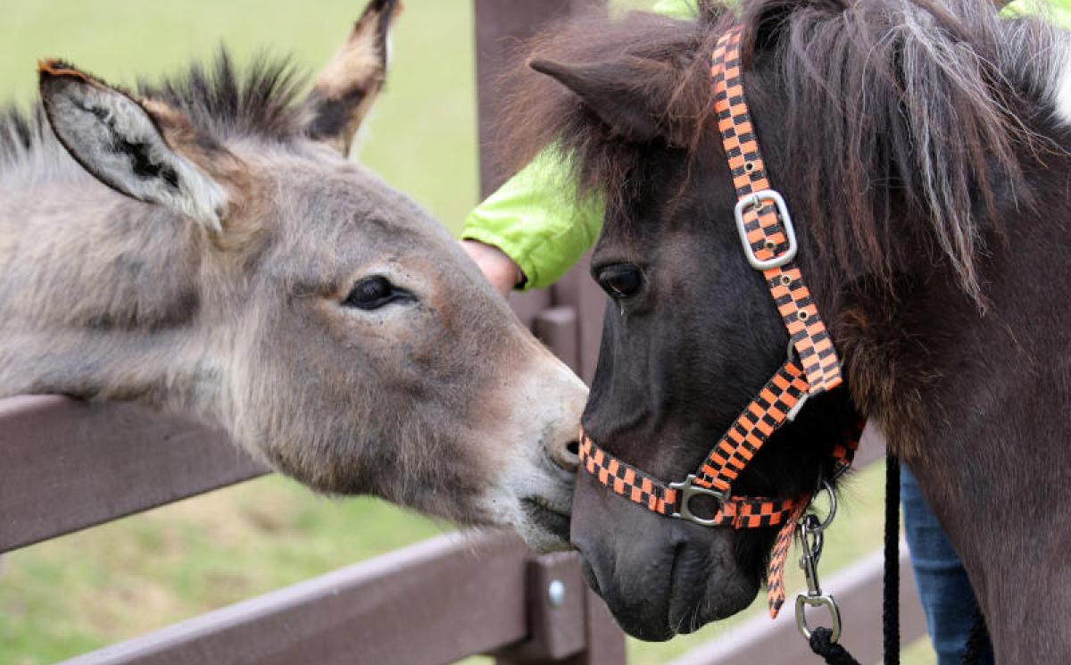 Bildergalerie Zechenpark 10