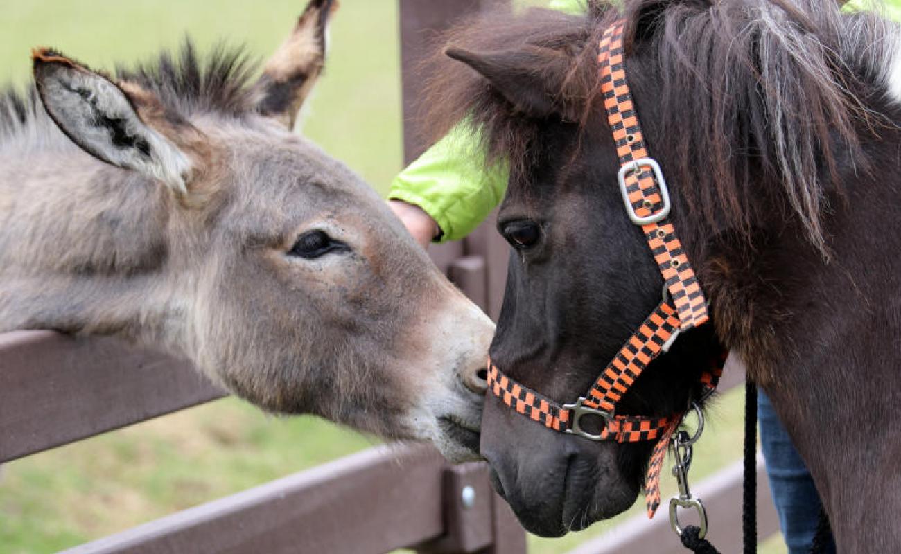 Bildergalerie Zechenpark 10