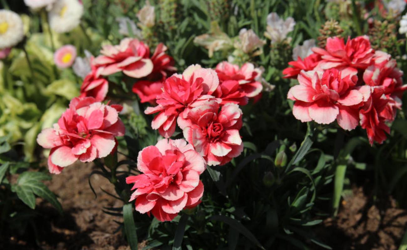 Bildergalerie Zechenpark 13