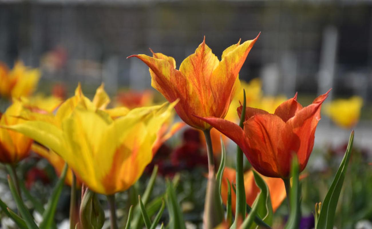 Bildergalerie Zechenpark 25