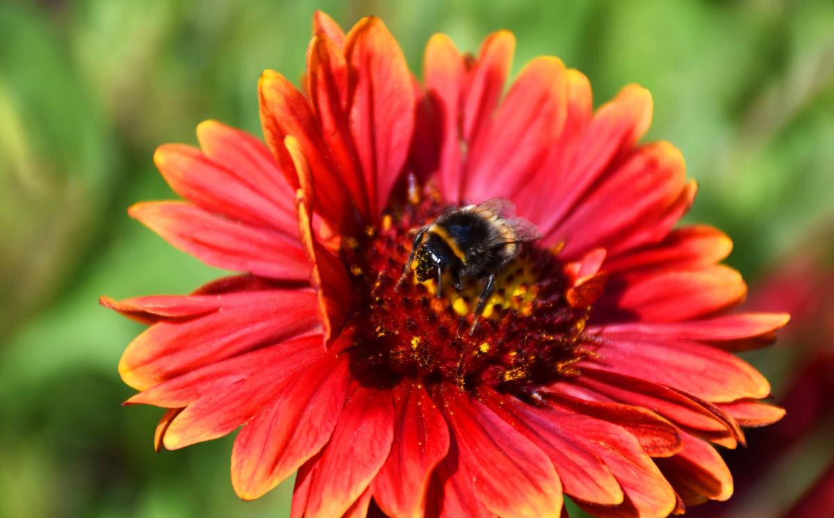 20200606Zechenpark NinaMeise