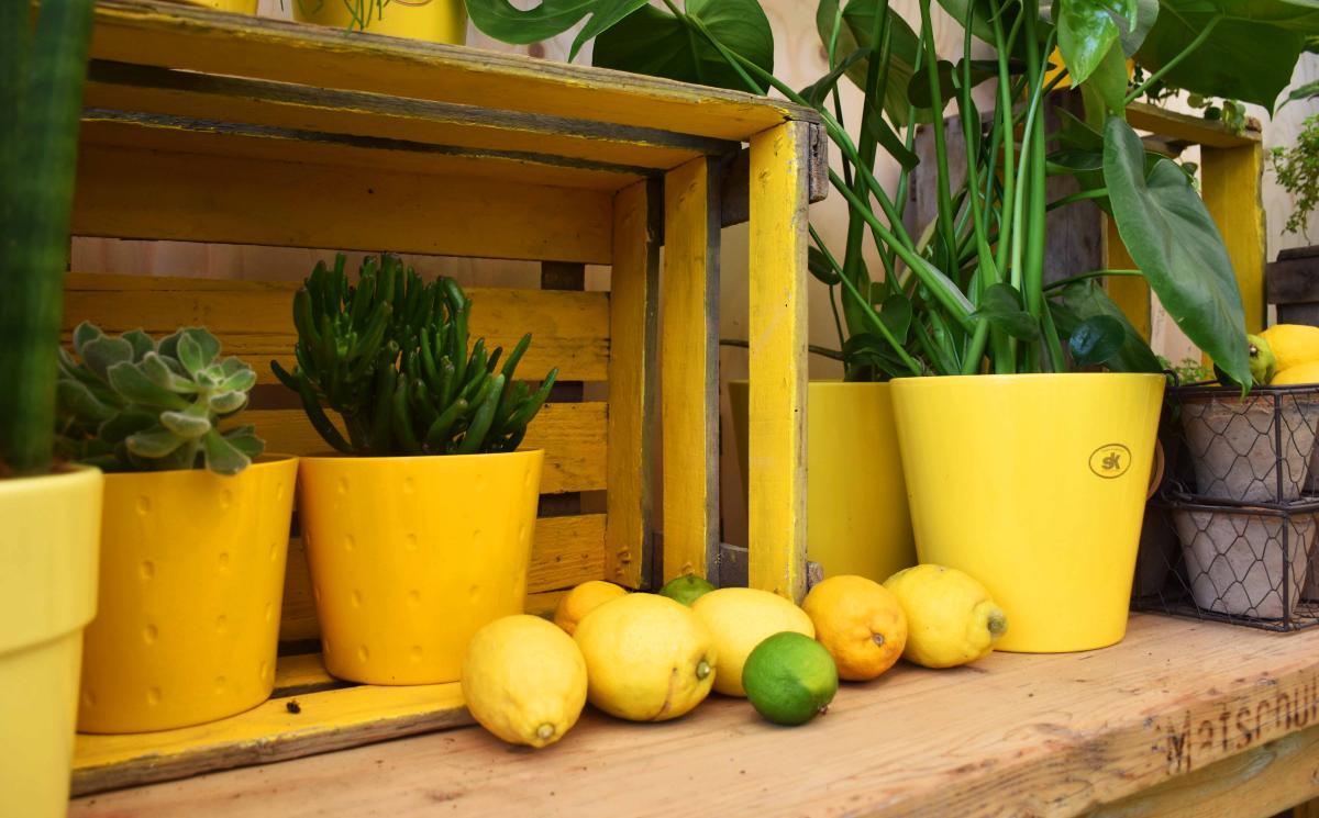 20200723PMKaLiBlumenhalle7 3