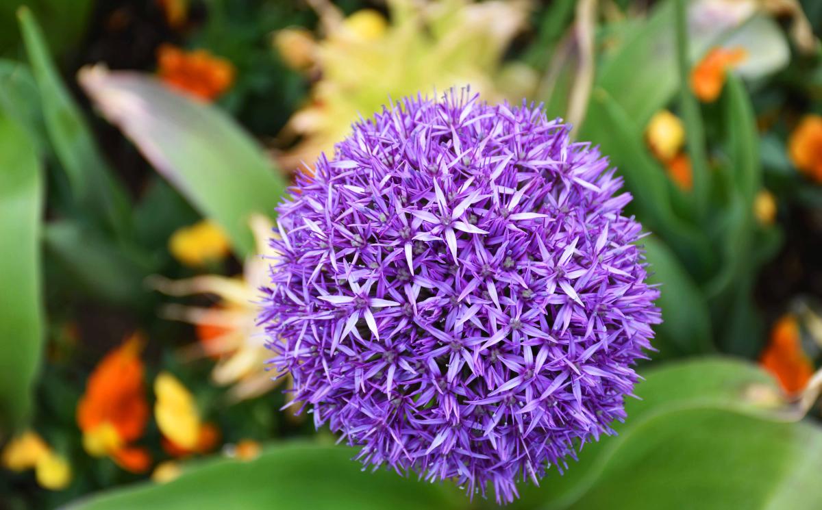 Allium