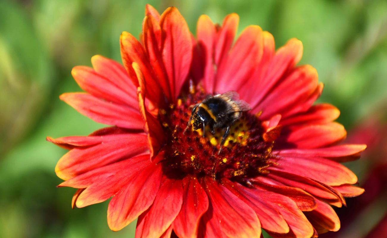 20200606Zechenpark NinaMeise