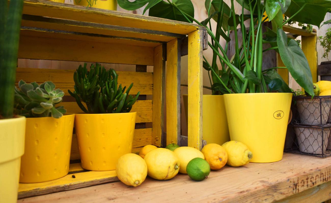 20200723PMKaLiBlumenhalle7 3