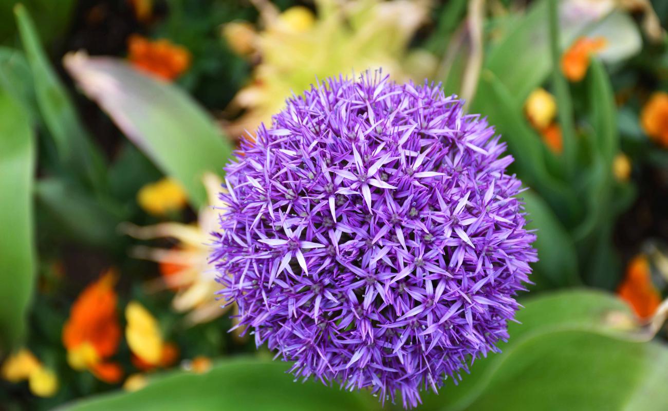 Allium