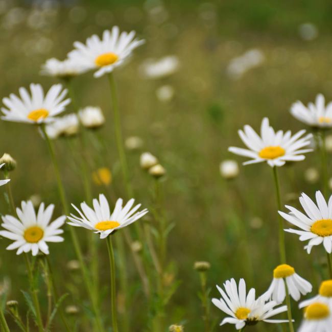 20200512Zechenpark 127