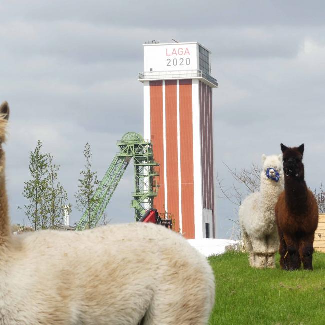 20200414TiereKalisto 83bearb