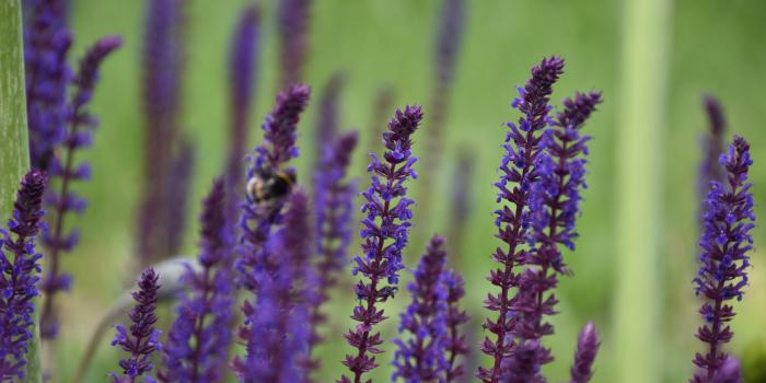 20200606Zechenpark 38