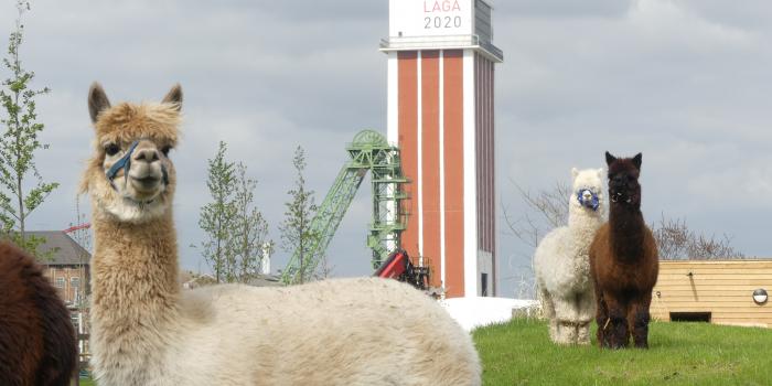 20200414TiereKalisto 84