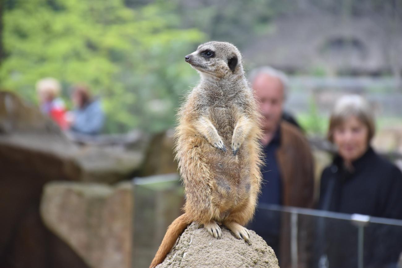 20190501Erdmaennchen 2